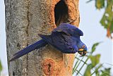 Hyacinth Macaw